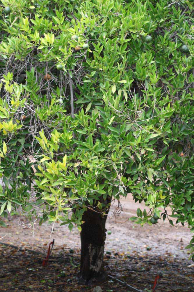            Habit (Riverside, CA)   